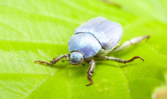 Hoplia coerulea