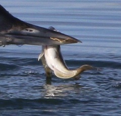 Leptocottus armatus