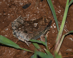 Physalaemus biligonigerus