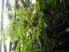 Adiantum