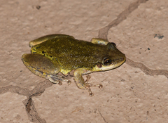 Scinax nasicus