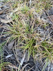 Lachnocaulon