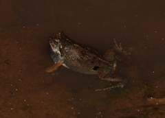 Physalaemus biligonigerus