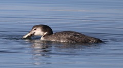 Leptocottus armatus
