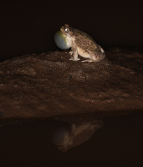 Rhinella major