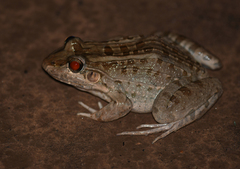 Leptodactylus macrosternum