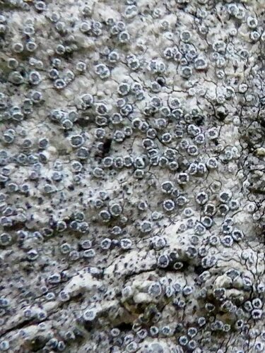 Representative image of Ocellomma