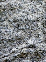 Ocellomma picconianum