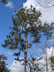 Pinus caribaea