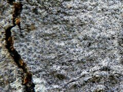 Ocellomma picconianum