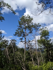 Pinus caribaea