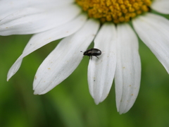 Brassicogethes aeneus