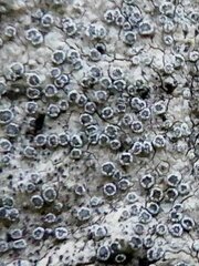 Ocellomma picconianum