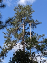 Pinus caribaea