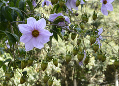 Dahlia imperialis