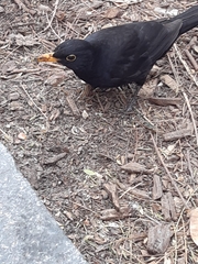 Turdus merula
