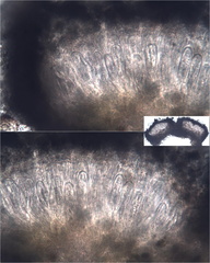 Ocellomma picconianum