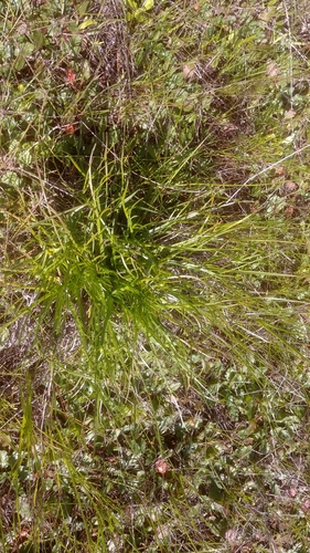 Image of Eryngium pendletonense by no rights reserved