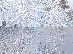 Ocellomma picconianum