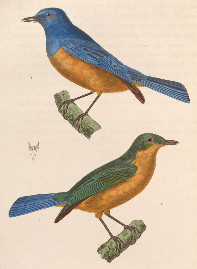 Timor Blue-Flycatcher