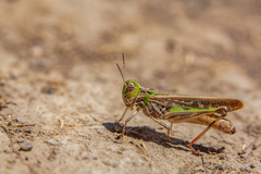 Austroicetes