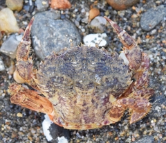Liocarcinus corrugatus