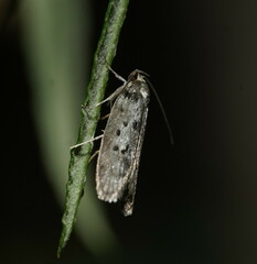 Oecophoridae