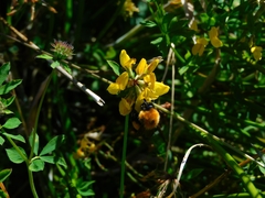 Bombus dahlbomii