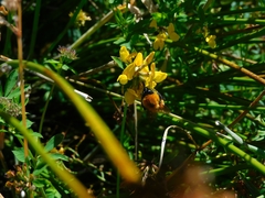 Bombus dahlbomii
