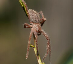 Neosparassus diana