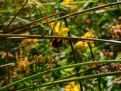 Bombus dahlbomii