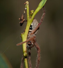 Neosparassus diana