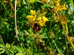 Bombus dahlbomii