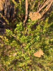 Ozothamnus