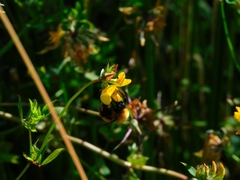 Bombus dahlbomii