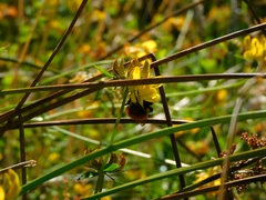 Bombus dahlbomii