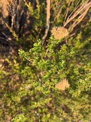 Ozothamnus