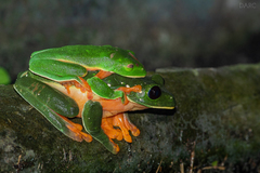 Agalychnis moreletii