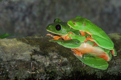 Agalychnis moreletii