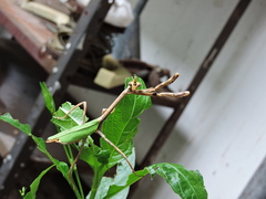 Pseudovates chlorophaea