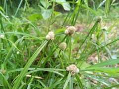 Cyperus mindorensis