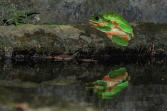 Agalychnis moreletii