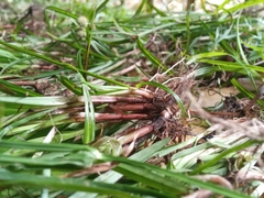 Cyperus mindorensis