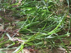 Cyperus mindorensis
