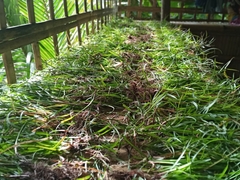 Cyperus mindorensis