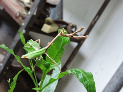 Pseudovates chlorophaea