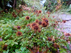 Acaena ovalifolia