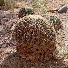 Ferocactus histrix