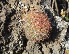 Mammillaria rhodantha