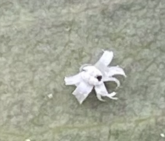 Trialeurodes corollis